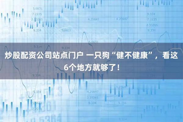 炒股配资公司站点门户 一只狗“健不健康”,看这6个地方就够了!